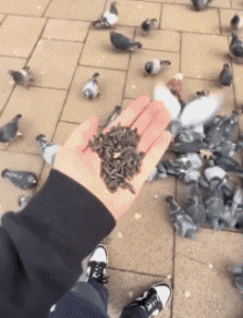 Humour - Fun Animaux Oiseaux Pigeon 