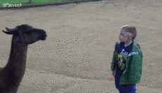 Humor -  Fun Animals Lama 01 