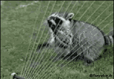 Humor -  Fun Tiere Waschbären 01 