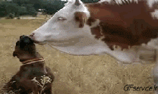 Humour - Fun Animaux Vaches Serie 01 