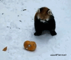 Humor -  Fun Animals Raccoons 01 