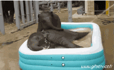 Humor -  Fun Tiere Elefanten 01 