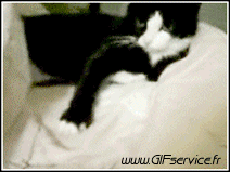 Humor - Fun Animales Gatos 02 