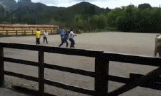 Humor - Fun Animales Toros 01 