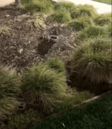 Humor -  Fun Animals Raccoons 01 