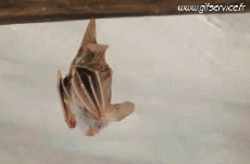 Humour - Fun Animaux Chauve Souris 01 