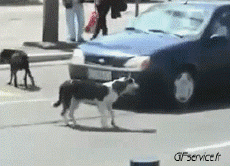 Humor -  Fun Animals Dogs 04 