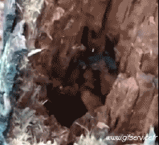 Humour - Fun Animaux Furets 01 