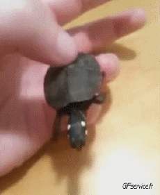 Humor -  Fun Animals Turtles 01 