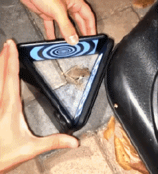 Humor -  Fun Animals Frogs 01 