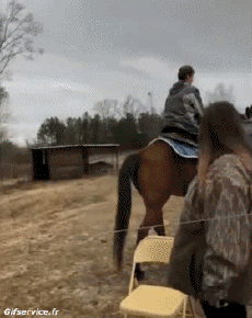 Humour - Fun Animaux Chevaux Serie 02 