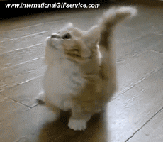 Humor -  Fun Tiere Katze 01 