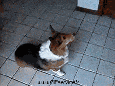 Umorismo -  Fun Animali Cani 03 