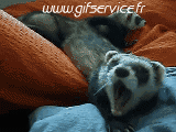 Humor -  Fun Animals Ferrets 01 