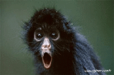 Humour - Fun Animaux Singes Serie 01 