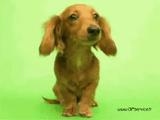 Humor -  Fun Animals Dogs 01 