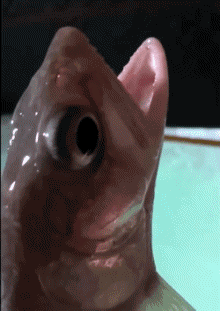 Humor - Fun Animales Pez 01 