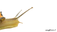 Humor -  Fun Animals Snails 01 