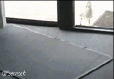 Humour - Fun Animaux Oiseaux Mouettes 