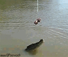 Humor -  Fun Animals Crocodiles - Caiman 01 