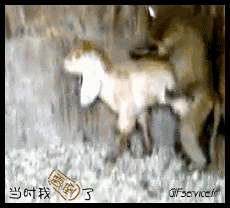 Umorismo -  Fun Animali Scimmie 01 