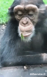 Umorismo -  Fun Animali Scimmie 01 