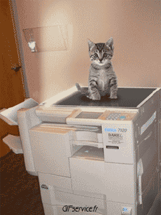 Humor -  Fun Animals Cats 05 