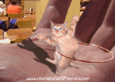 Humor - Fun Animales Gatos 01 