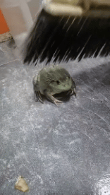 Humor - Fun Animales Ranas 01 