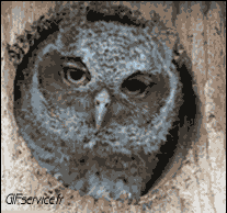 Humour - Fun Animaux Oiseaux Rapace & Nocturne 