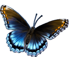 Mensajes Español Feliz Cumpleaños Mariposas Fondo transparente 006 