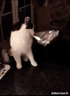 Humour - Fun Animaux Chats Serie 06 