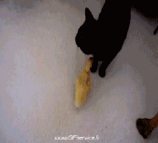 Humor - Fun Animales Pájaros Varios 