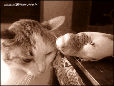 Humour - Fun Animaux Oiseaux Pérroquet Péruche 