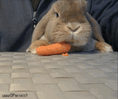 Humor -  Fun Tiere Kaninchen 01 