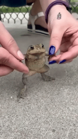 Humor -  Fun Animals Frogs 01 