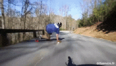 Humour - Fun Sports Skateboard Road Down Hill Gamelle Fail 