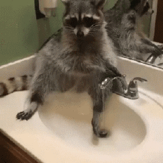 Humor -  Fun Animals Raccoons 01 