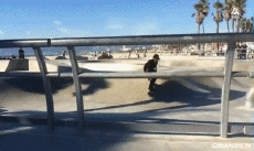 Humor -  Fun Sport Skateboard Free Style Fun - Win 01 