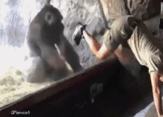 Humor -  Fun Tiere Affen 01 