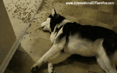 Humor -  Fun Animals Dogs 01 