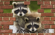 Humor -  Fun Tiere Waschbären 01 