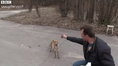 Humor - Fun Animales Zorros 01 