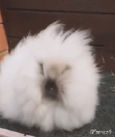 Humor - Fun Animales Conejo 01 