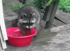 Humor -  Fun Tiere Waschbären 01 