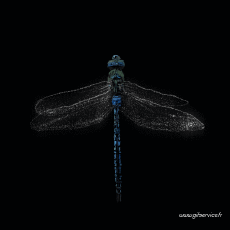 Humour - Fun Animaux Insectes Serie 01 