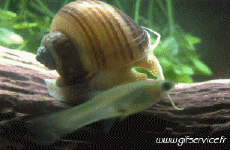 Umorismo -  Fun Animali Lumache 01 