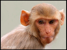 Humor -  Fun Animals Monkeys 01 