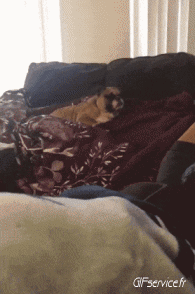 Humor -  Fun Animals Dogs 04 