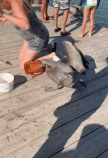 Humour - Fun Animaux Oiseaux Pélicans 